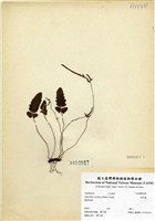 藏品(地耳蕨)的圖片